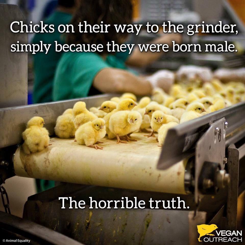 Ⓥ Vegan Activist Girl 🌱🐂🐟🐷🐒🐶🐺 tweet media