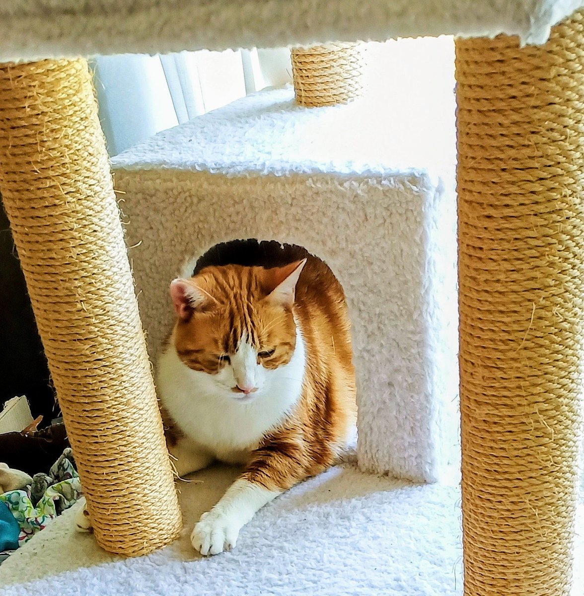 🌊😺Flo and Brigadier Sammy😺🌊 (@aurora3s) on Twitter photo #ZSHQ <a href="/catsrule0/">Marie Choo Choo, married to Chalky</a> <a href="/dora_nlk/">Dora K</a> <a href="/parham1961/">jackie parham</a> <a href="/LBisaillon/">Chowsie</a> @bloomNight2 <a href="/marisbellamy1/">Maris Bellamy</a> <a href="/Vanessaandcats1/">Vanessa Taylor</a> <a href="/GailCarangelo/">Gail K. Carangelo</a> <a href="/MauSupercat/">House of Mau</a> <a href="/Palmolive_S_Pan/">Palmolive</a> <a href="/JennyNicholas4/">Jenny,Saffy,Tigger,Fizbo an Twerp da Canary</a> <a href="/Lindsayph6/">Lindsayph</a>
<a href="/AviwhiteGSD/">Avilovesdogsandcats❤️</a>
Hanging out in MY Royal Palace. 😻😁Luv to all #ZSHQ <a href="/catsrule0/">Marie Choo Choo, married to Chalky</a> <a href="/dora_nlk/">Dora K</a> <a href="/parham1961/">jackie parham</a> <a href="/LBisaillon/">Chowsie</a> @bloomNight2 <a href="/marisbellamy1/">Maris Bellamy</a> <a href="/Vanessaandcats1/">Vanessa Taylor</a> <a href="/GailCarangelo/">Gail K. Carangelo</a> <a href="/MauSupercat/">House of Mau</a> <a href="/Palmolive_S_Pan/">Palmolive</a> <a href="/JennyNicholas4/">Jenny,Saffy,Tigger,Fizbo an Twerp da Canary</a> <a href="/Lindsayph6/">Lindsayph</a>
<a href="/AviwhiteGSD/">Avilovesdogsandcats❤️</a>
Hanging out in MY Royal Palace. 😻😁Luv to all
