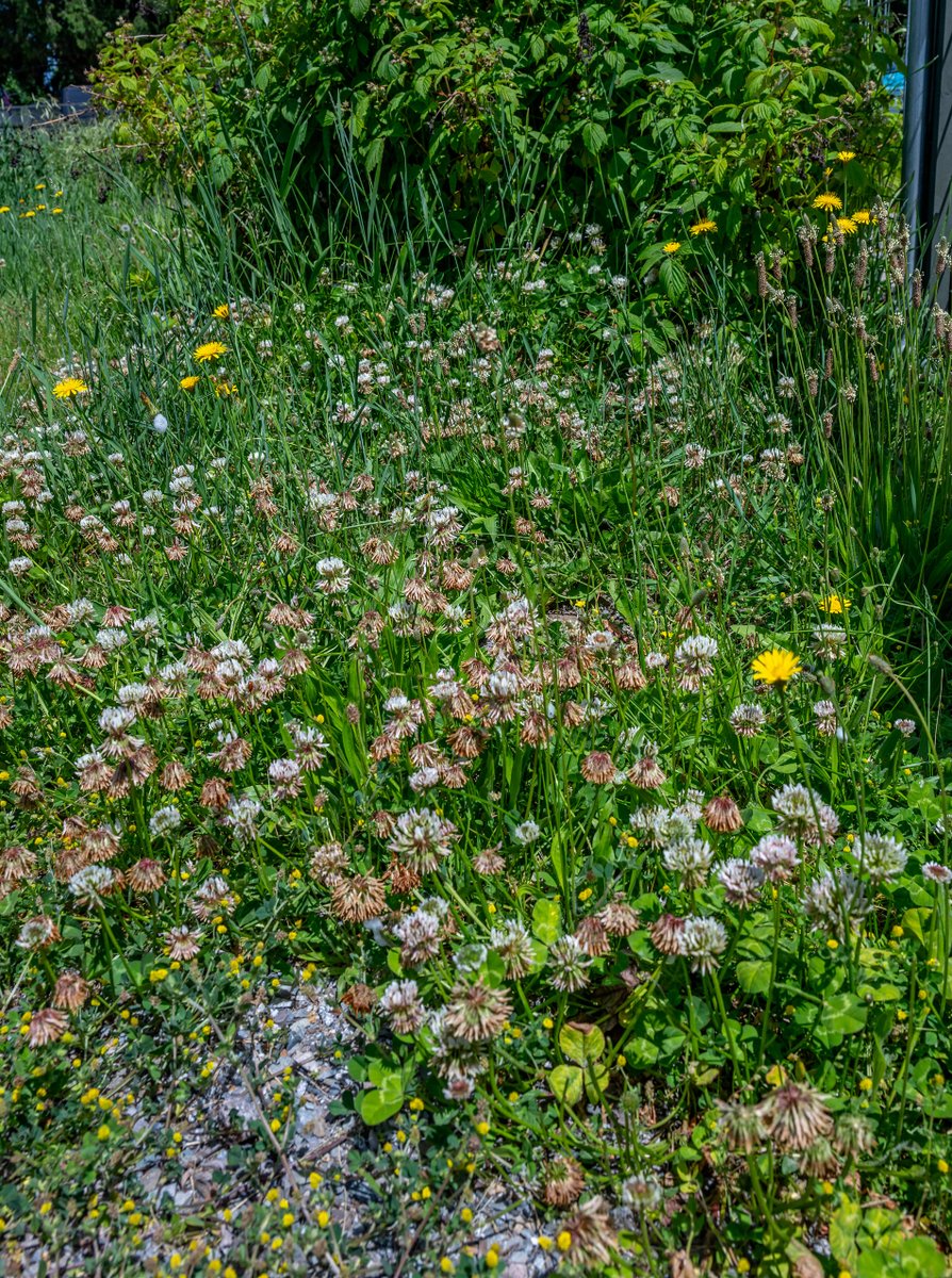 NspireMagazine's tweet photo. Weeds in the Garden

"I have to admit, there are few things more satisfying than pulling weeds and then standing back and admiring the neat, clean space around your plants. When I was a teenager, my family moved into a new house. The backyard was a decent size, but one-third of it was completely overgrown with weeds and tangled shrubs."

By: S. Michal Bennett
Photography by: Joel Riner