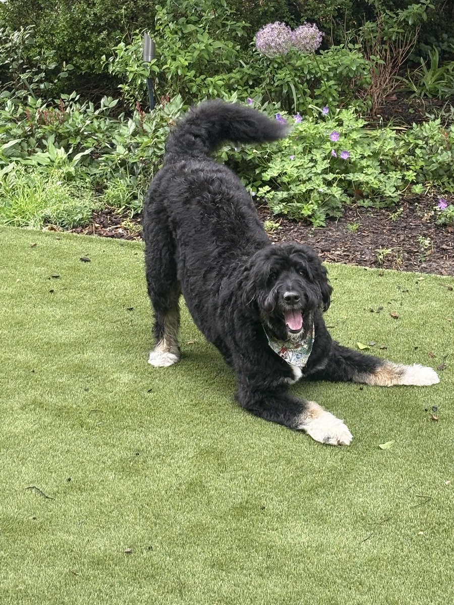 MooseTapper's tweet image. Good morning from the happiest dog in the world: Bear!!!