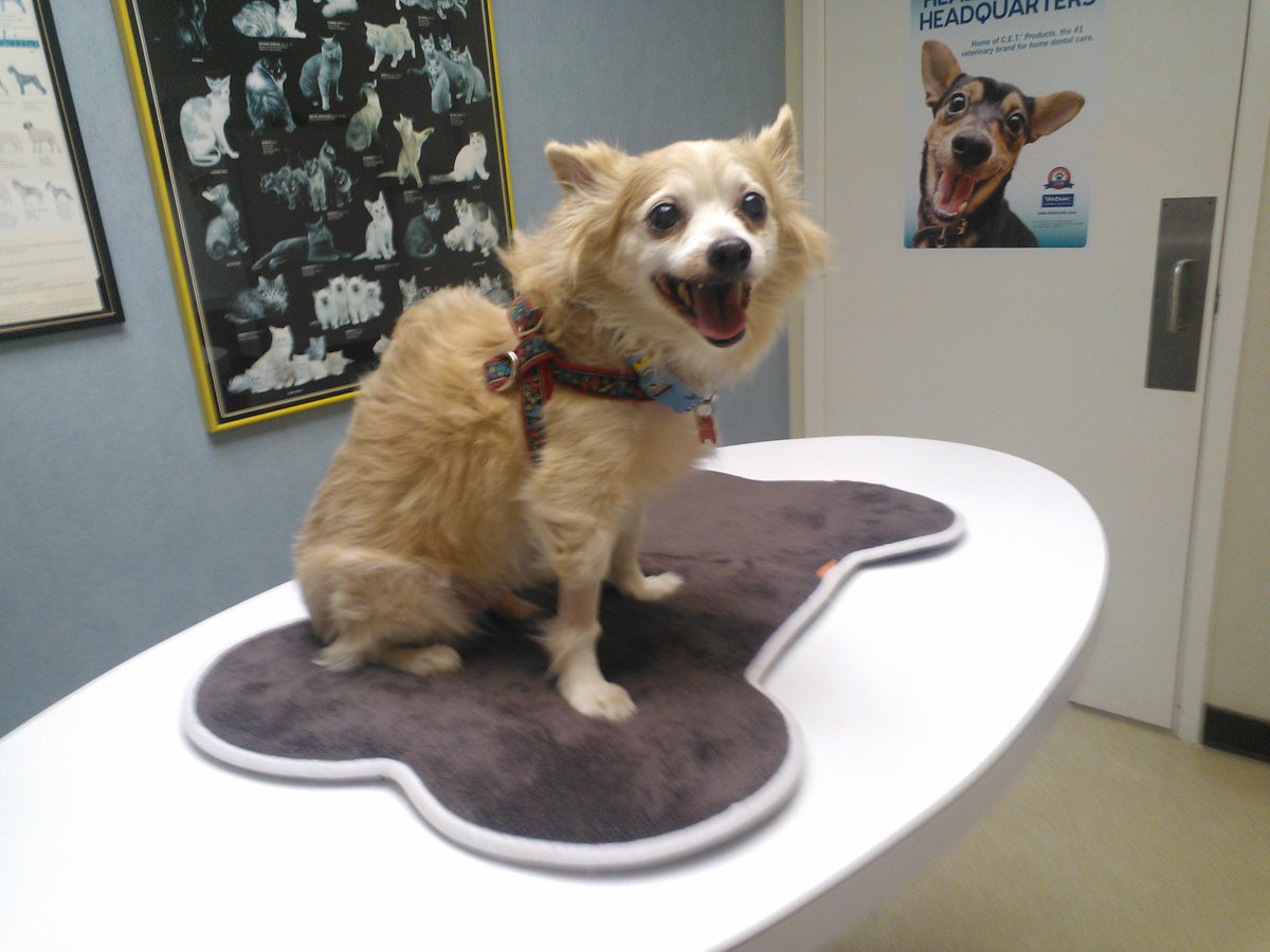 AskMrFrisky's tweet photo. Chew, Vladimir, and Linus #cats see the #Veterinarian today for their yearly #vaccinations. Add a reminder to your phone or calendar now to update your #pet's vaccinations for #Rabies, #DisTemper, #Parvo, #FVCRP, #Feluk #Bordatella https://t.co/2GudM8xbKr