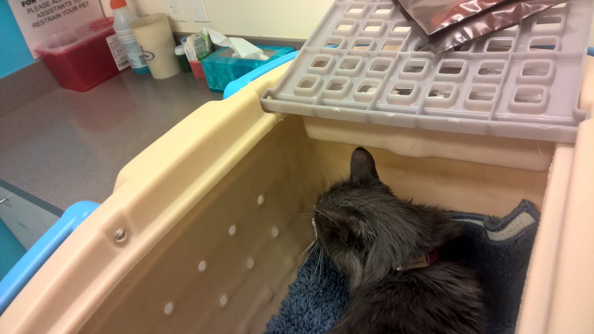 AskMrFrisky's tweet photo. Chew, Vladimir, and Linus #cats see the #Veterinarian today for their yearly #vaccinations. Add a reminder to your phone or calendar now to update your #pet's vaccinations for #Rabies, #DisTemper, #Parvo, #FVCRP, #Feluk #Bordatella https://t.co/2GudM8xbKr