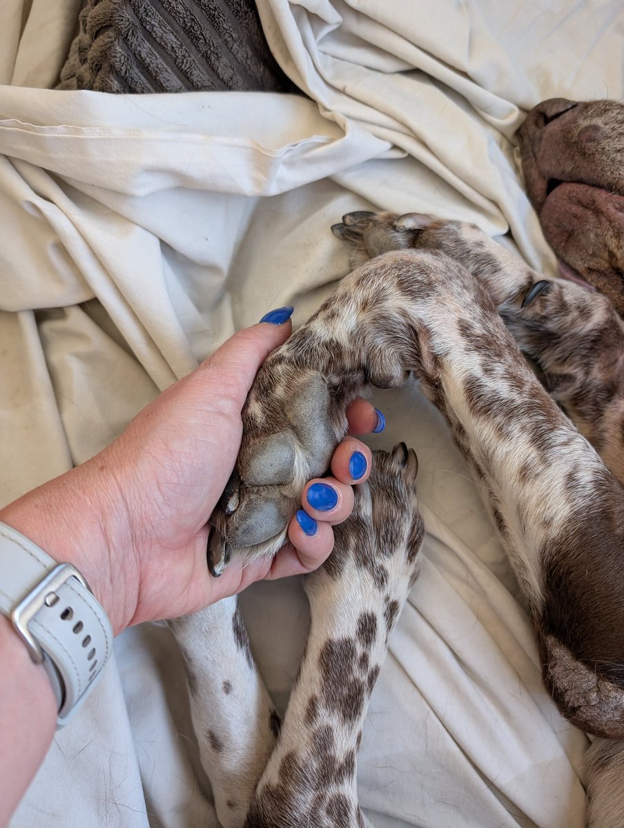 Dag lieve Fats..😢
Doe de groetjes aan Jacob ❤️ we hebben je nog ruim 4 jaar kunnen verwennen met liefde, lekkers en weekendjes België. Na 13 jaar was je nu echt een oude man, slaap lekker ouwe pik. ❤️