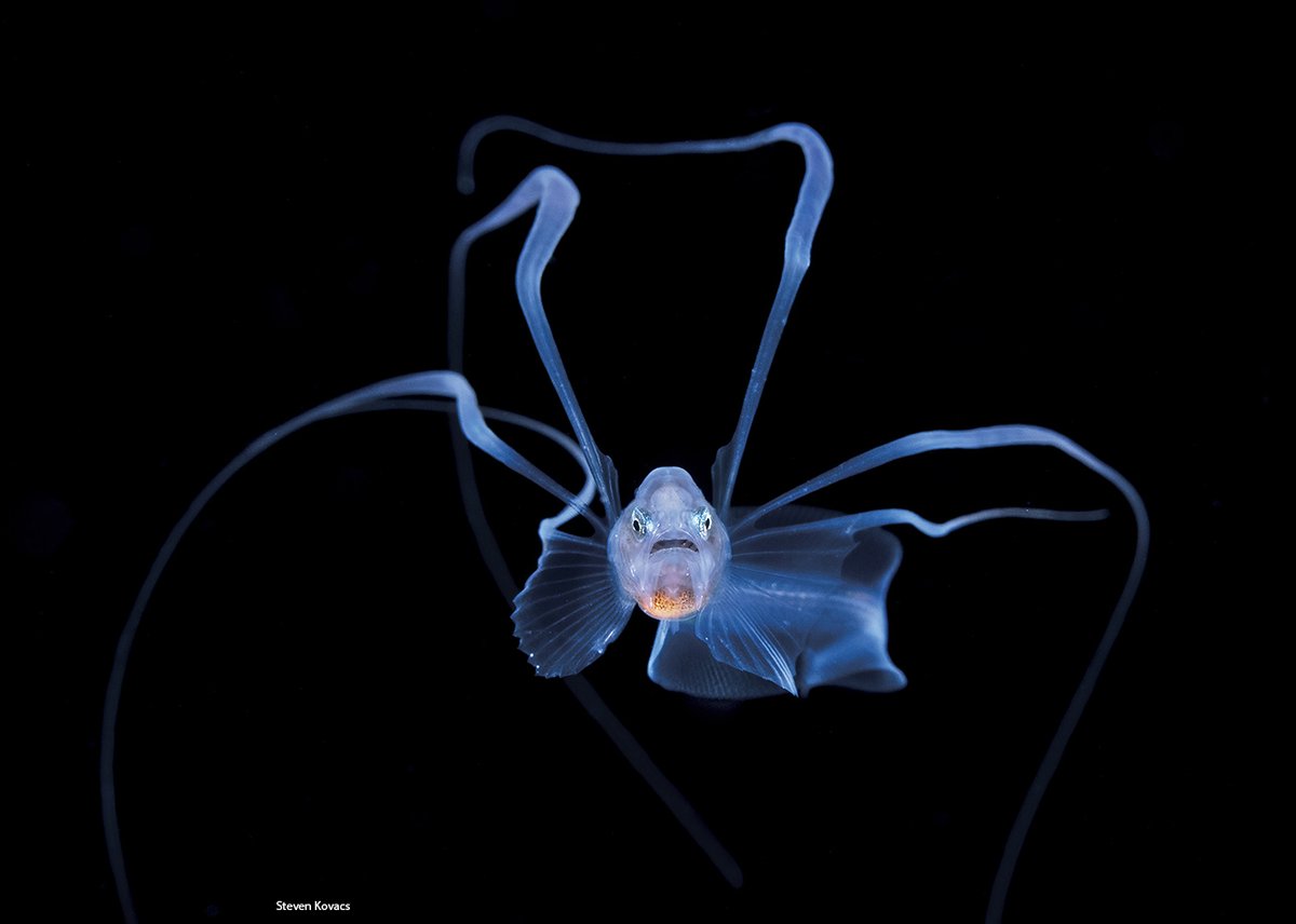baby Bony-eared Assfish, Acanthonus armatus, off Palm Beach, Florida  #ikelite