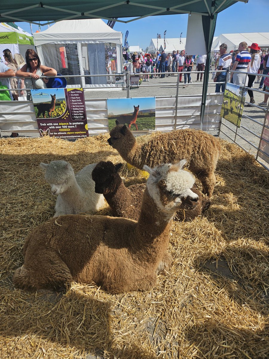 Balmoral Day 2!! Have to say one of the big highlights is the ghetto grannys on their shopping trolleys! 🤩 always brilliant to catch up with my friends from Rural Support, Mourne Alpacas Dromara and the Orange Order 🌞
