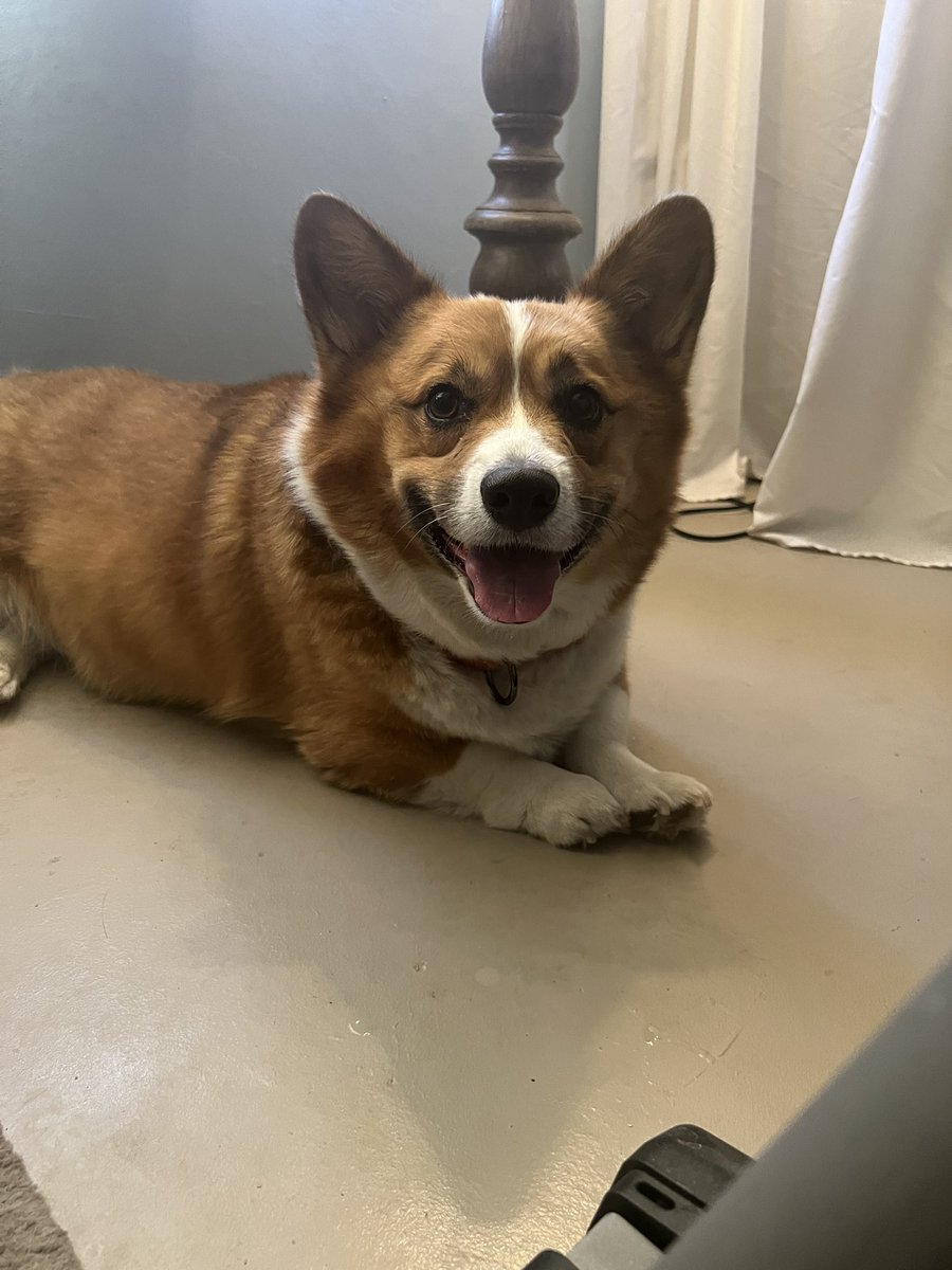 whitemanML's tweet image. Hi Everyone! It’s official! We foster failed! Archie is here to stay! To be honest, we knew he was going to be a foster fail from the start. His official name is Sir Archibald McHenry, but you can call him Sir, or Archie. #corgination #fosterfail