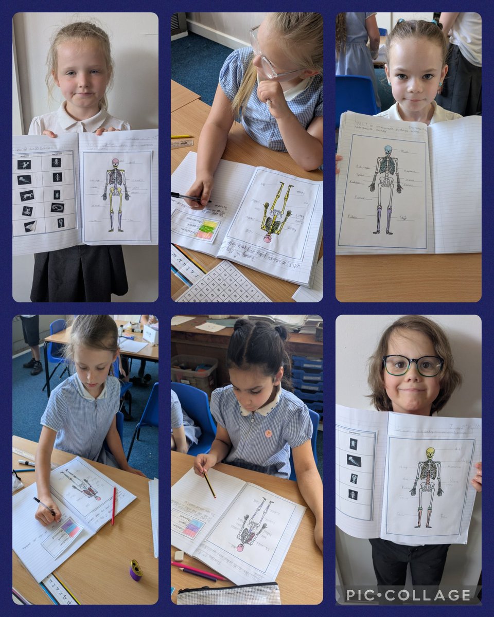 GrangeMissBol's tweet photo. In #GrangeScience Year 3 have been looking at bones and identifying the different parts of a skeleton! We identified the bones used for protection, support and movement!
@GrangeMissA https://t.co/BNrnRD36mk