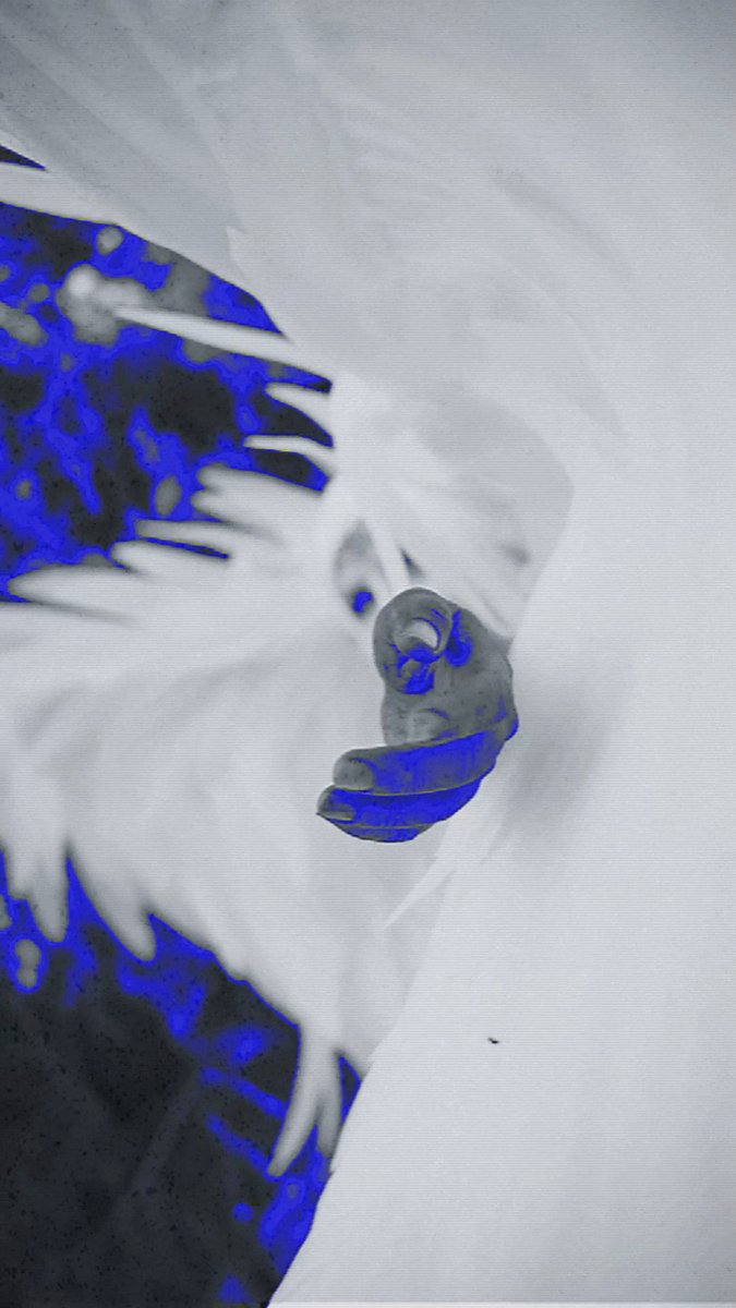 ⁱᶻᵃᵇᵉˡᵃ tweet media