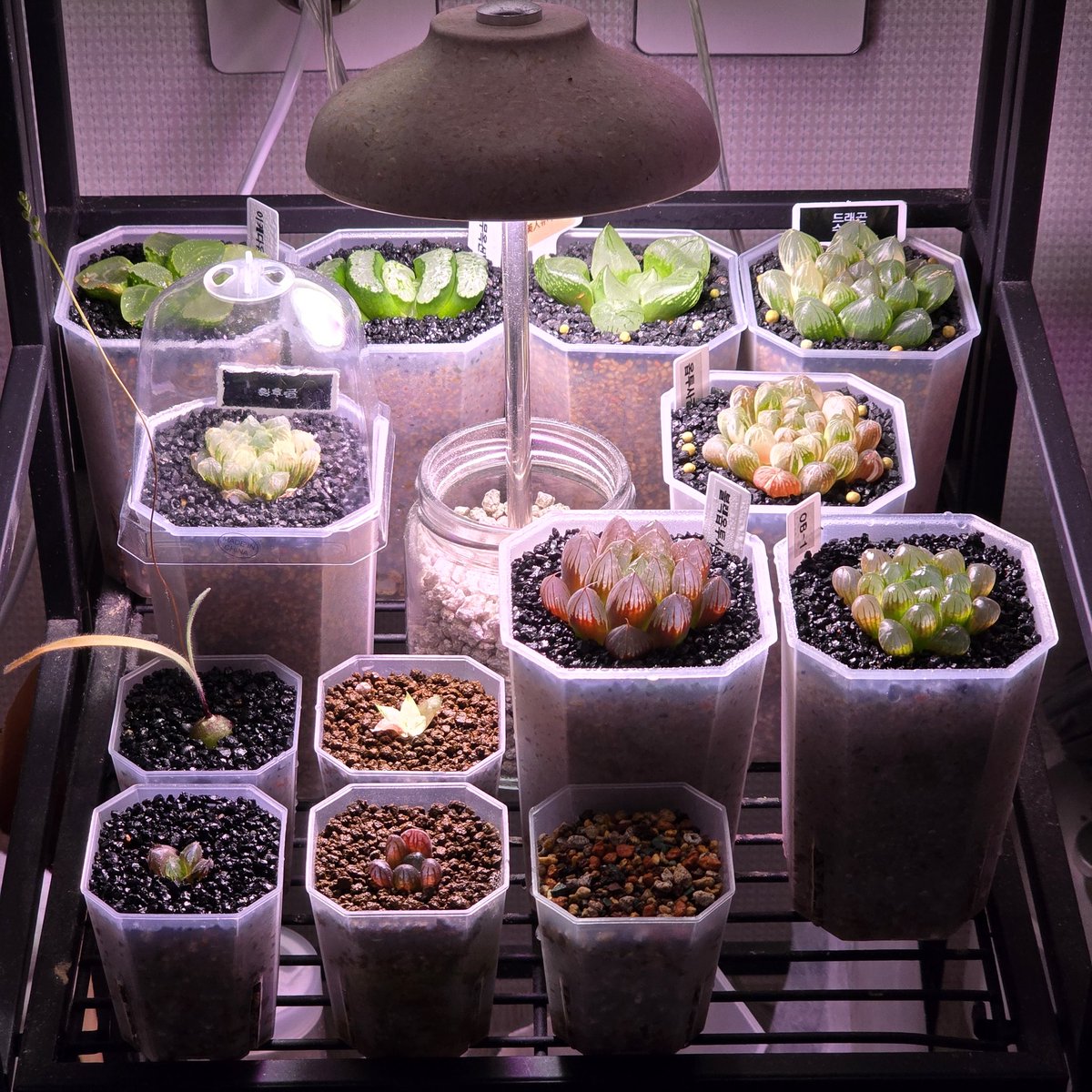 흐음...2층에 하월시아 두개 더 들여서 놓고 미니플분을 앞에 4개씩 해서 1층 2층 올리면 딱 대칭일거같은데..