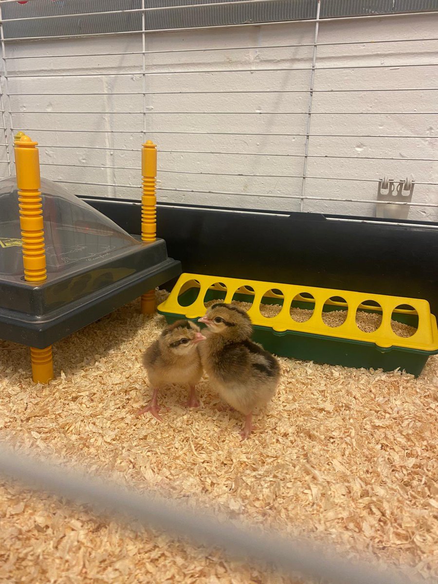 StalyhillInfant's tweet photo. Peak excitement levels in Year 1 today 🤣🐣🐥 and that was just the staff!! https://t.co/pswgTRxCGt