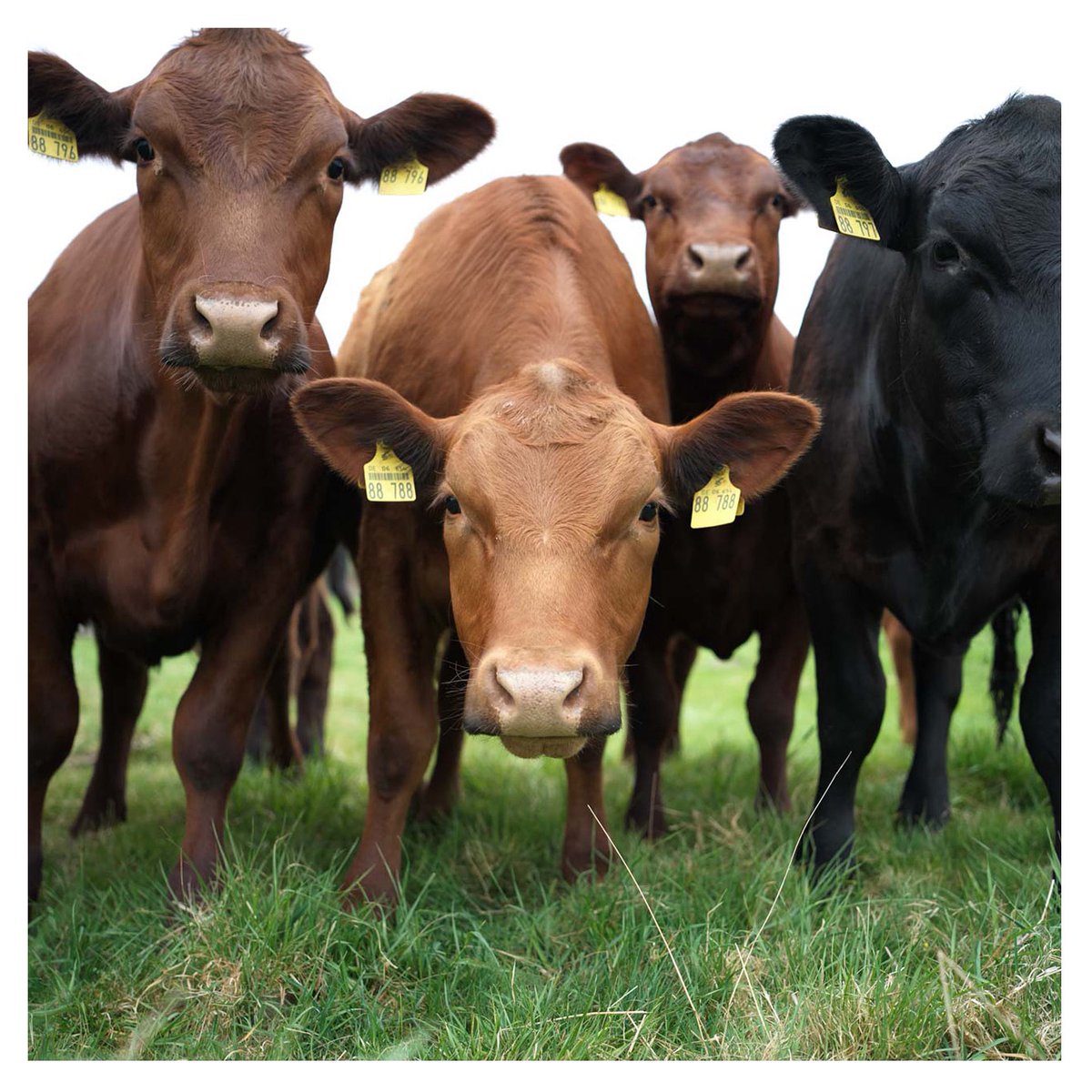 Neugierig
#PictureOfTheDay #FotoDesTages
thomaswinzer.com