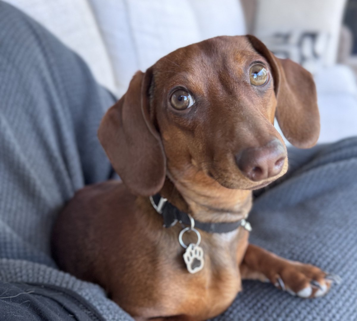 TheZennyBear tweet media