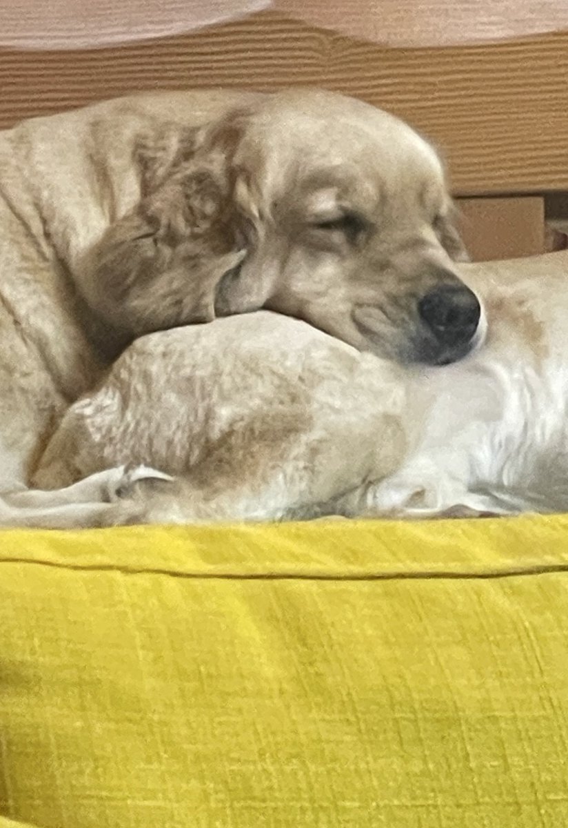 아니
어떻게
이렇게
귀엽게
잘 수 있는 거지?