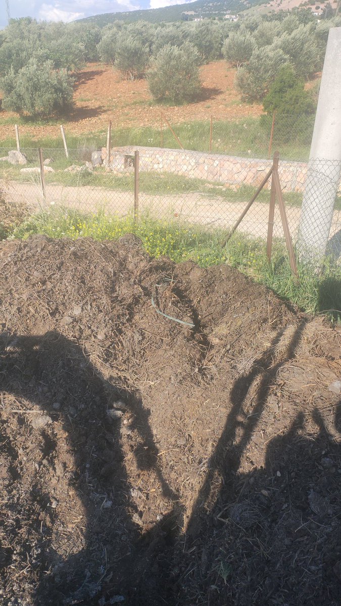 We managed to compost olive mill pomace mixed with olive leaves and weed. We have been using sheep and goat manure as fertilizer purchased from nearby farms. Now it's time to shift to home made pomace compost.