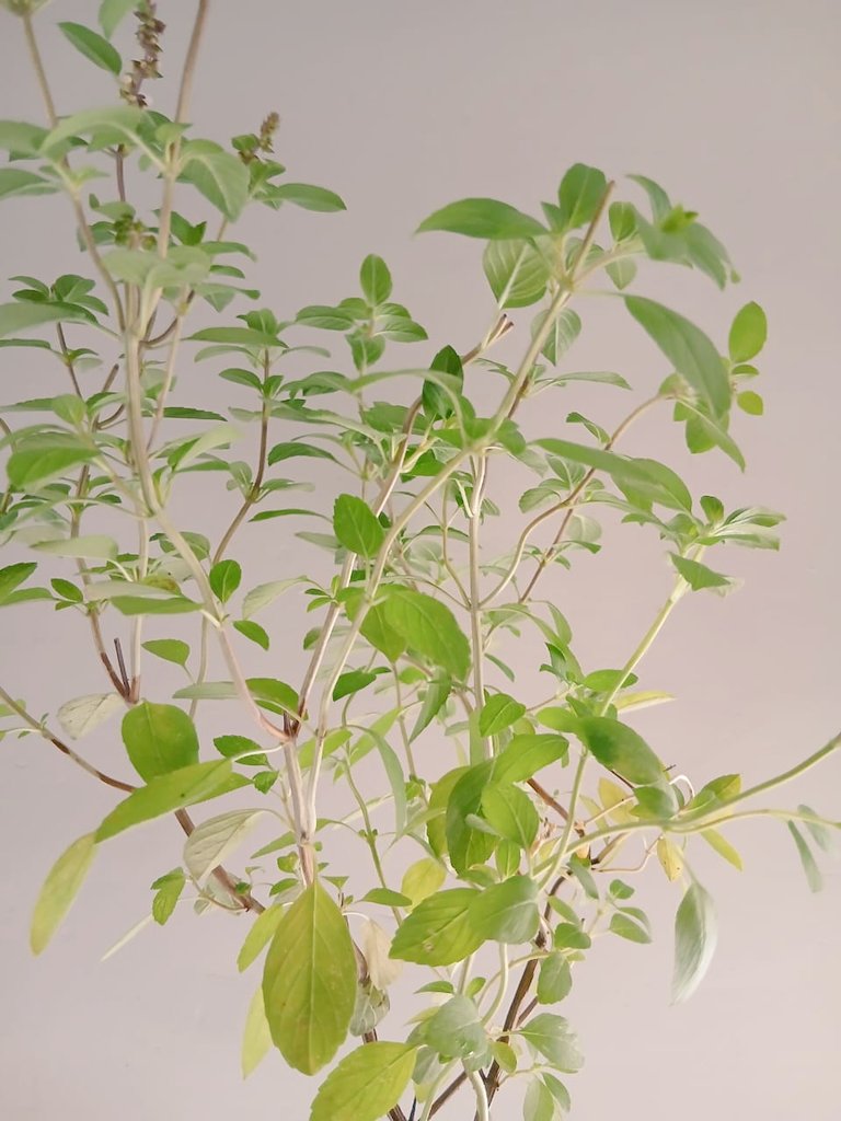 Días les de Dios criaturas bellas 
Aquí informando que también tenemos plantitas a la venta, por el momento solo estas,  pero luego tendremos variedad.

🍃Romero 

🍃Falsa Uva y 

🍃Albahaca Criolla.

Me ayuda comprando y con su valiosisimo Rt.

Gracias y pida corazón