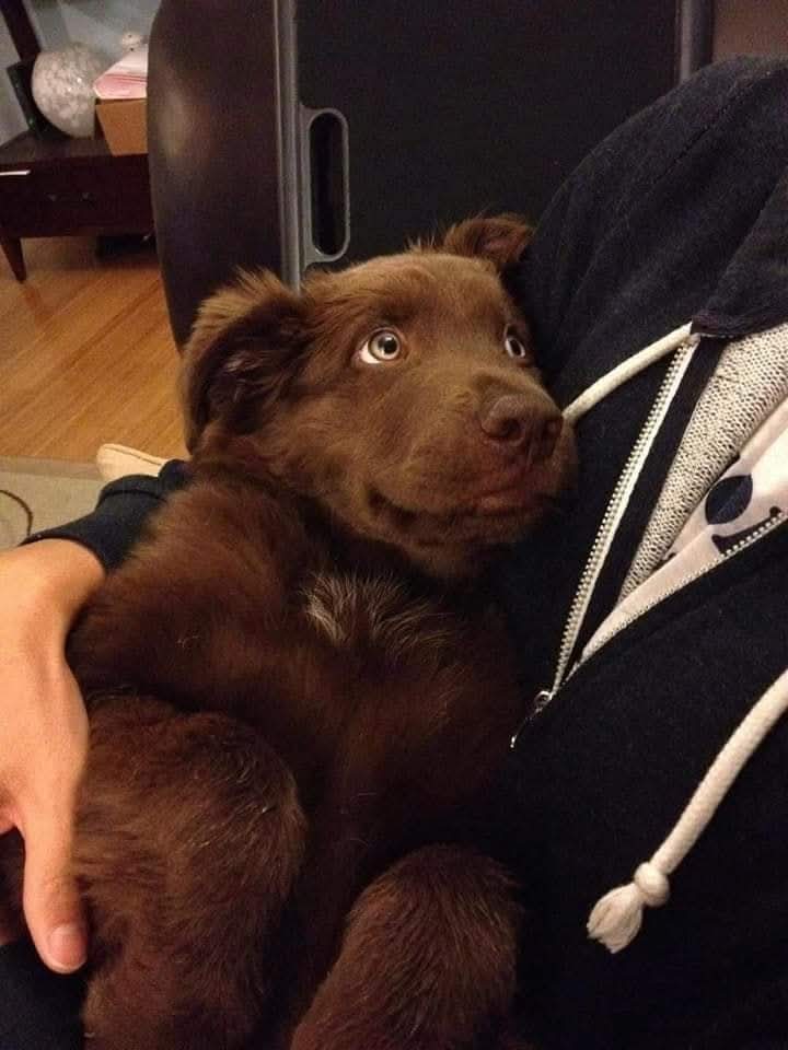 GRamirezF_D12's tweet photo. "Te llevaré a nuestra casa, te cuidaré y te amaré, como nunca he amado a alguien"...
Y con esa carita y esa mirada, quién no lo haría?...🐾✨🕊️💞❤️

#Adopta https://t.co/FsWwMvRX2G