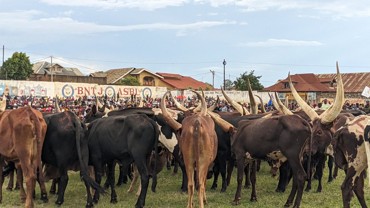 kiro_merveilles's tweet image. Guerre dans l'Est : le député national #Elu de #Goma, Patrick Munyomo est à Béni pour apporter son assistance aux déplacés de guerre du #M23 du Nord et Sud #Kivu. Des vivres composés des plusieurs vaches, des sacs de riz, haricots, semoule...remis aux déplacés via le gouverneur