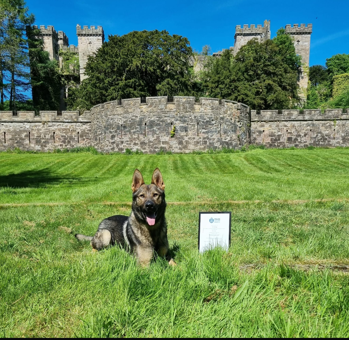 #TPDFury in now #PDFury, having gained his #NPCC licence for general patrol duties.  Trained in tracking, searching for persons/property &amp; detaining persons using force - he’s now ready to hit the streets of the west! Well done dog, handler and Instructors! 🏆 🍾 
#WhatWeTrainFor