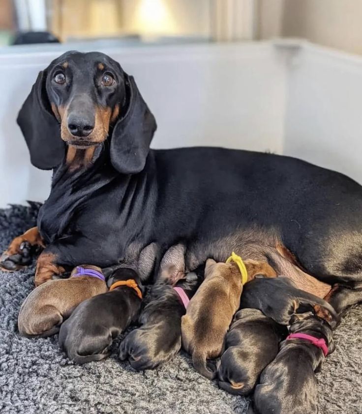 dachshund_heave's tweet photo. Great Photography🥰
#Dachshund #Dachshunds https://t.co/gHfy9O51UJ