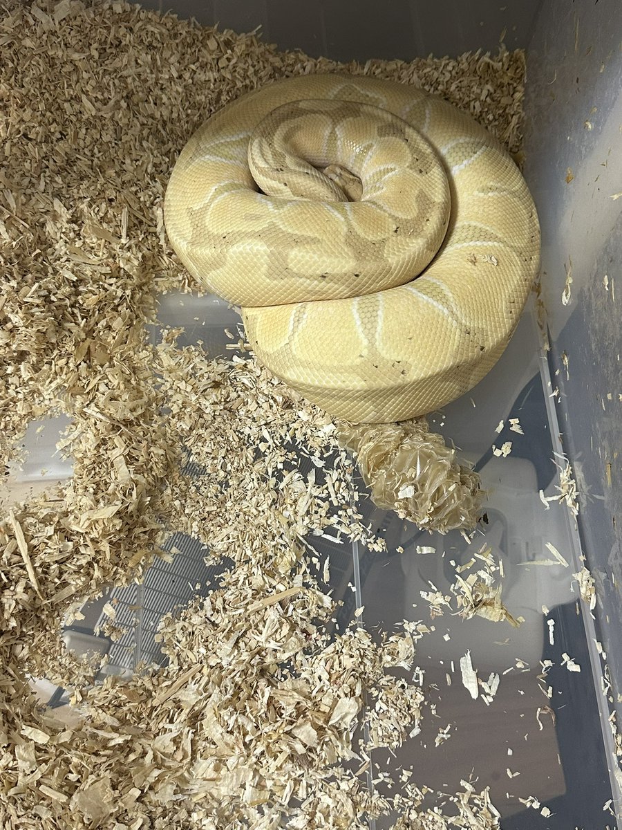 最終脱皮かな😎