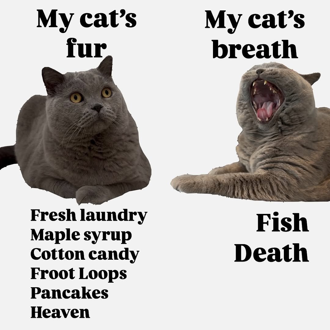 contents that ll heal your depression 🌻 (@catshealdeprsn) on Twitter photo 