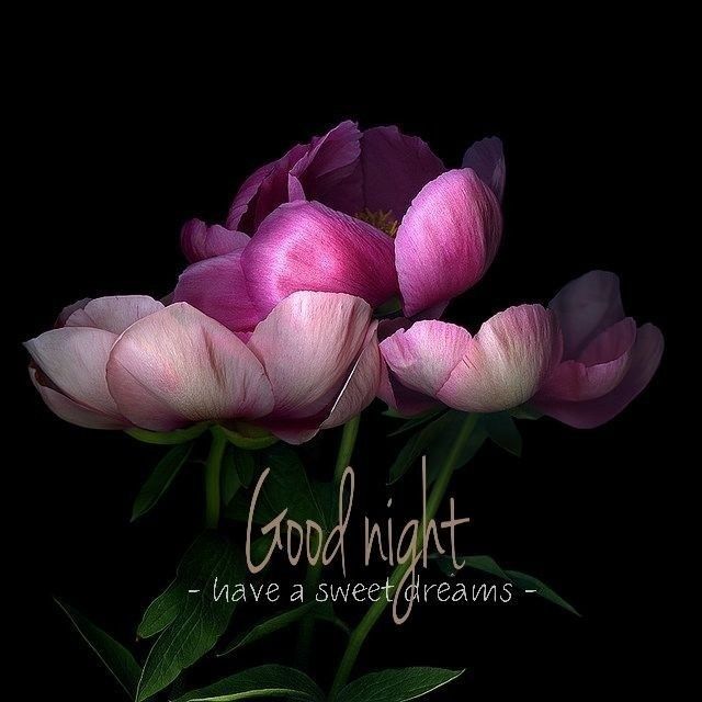 Rest your worries, and let your dreams take flight. Good night!🔙