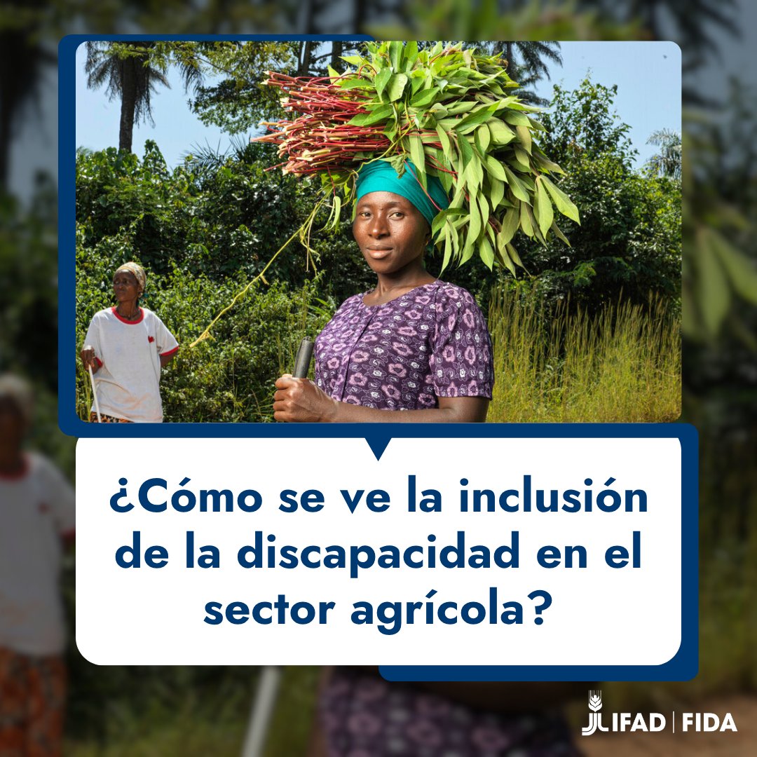 IFADespanol's tweet image. ¿Sabías que 1️⃣de cada 6️⃣personas en el mundo vive con una discapacidad?
Su participación activa en los sistemas alimentarios no solo es un tema de derechos y dignidad, también impulsa el crecimiento económico.
¿Quieres ver cómo se logra en la práctica?⬇️
ifad.org/es/w/explicado…