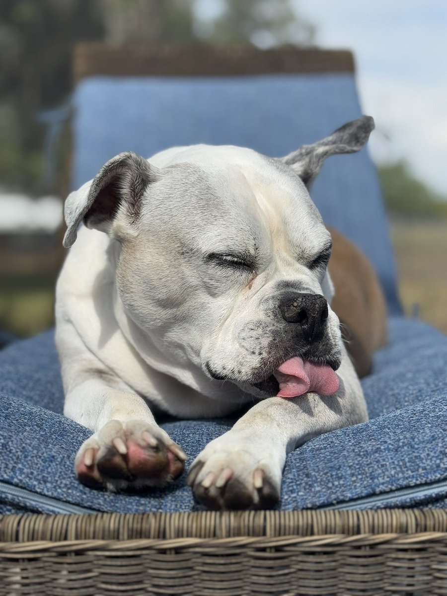 Look at my beautiful Xena, literally a model ❤️