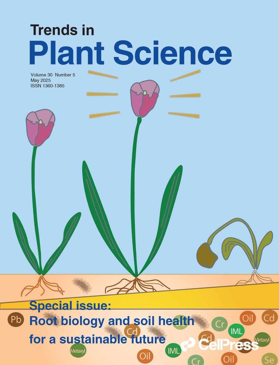 TrendsPlantSci (@trendsplantsci) on Twitter photo The microbiome orchestrates contaminant low-dose phytostimulation â new from Calabrese & colleagues (<a href="/UMass/">University of Massachusetts</a>). Discover how plantâmicrobe interactions boost resilience in contaminated environments. Read the full article: hubs.li/Q03mg8dR0 The microbiome orchestrates contaminant low-dose phytostimulation â new from Calabrese & colleagues (<a href="/UMass/">University of Massachusetts</a>). Discover how plantâmicrobe interactions boost resilience in contaminated environments. Read the full article: hubs.li/Q03mg8dR0