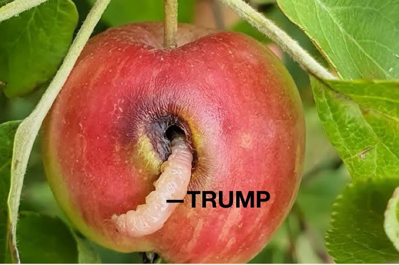 rabltaojagri's tweet photo. @tim_cook, please save Steve’s #Apple from political insects  #Trump.
We’re already busy saving the real apples for our #farmers.

#KisanCanteen https://t.co/Gu5v2IN1cl