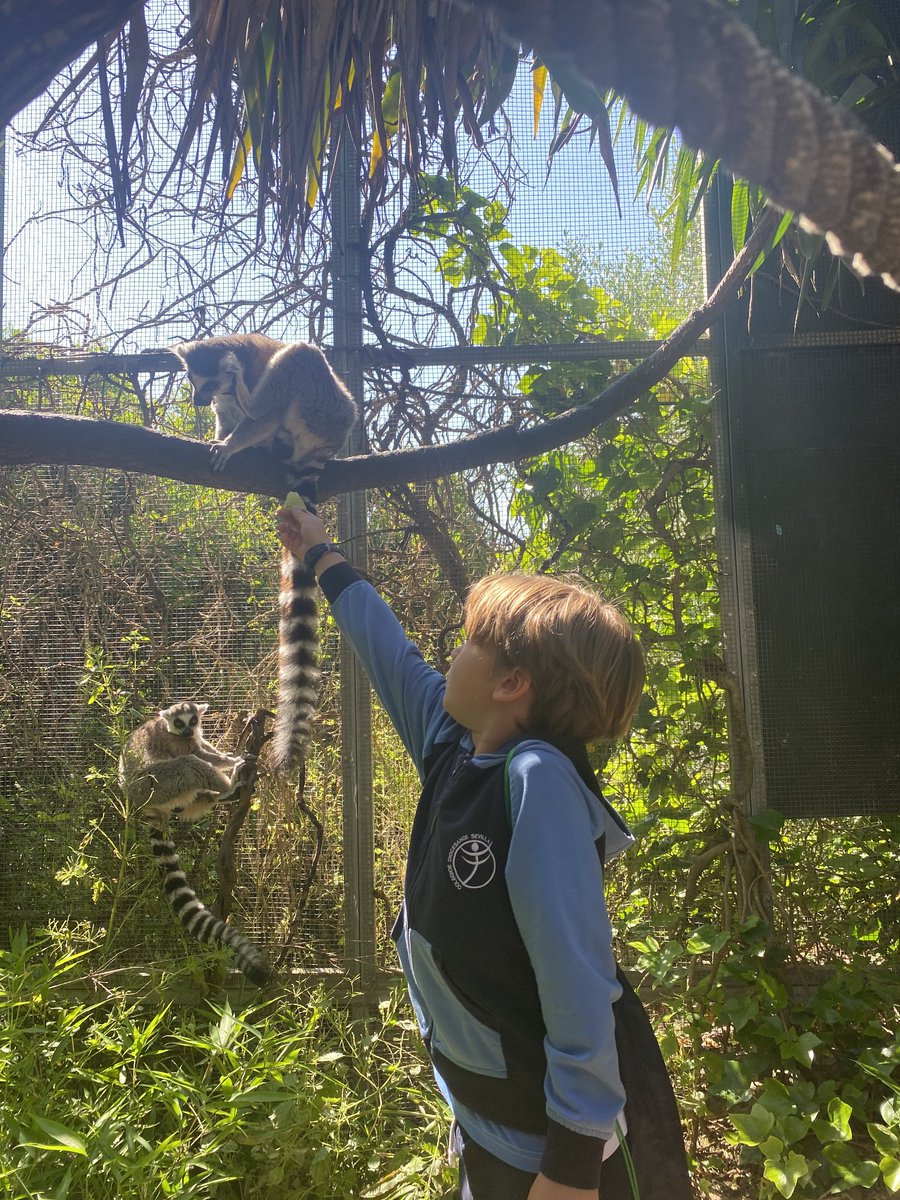 CDSdoCorazondJ's tweet image. ¡Un día salvajemente divertido!
Nuestros alumnos de Segundo de Primaria han vivido una experiencia inolvidable en el zoo de Guillena.
#ExcursiónEscolar #ZooDeGuillena  #somosdiocesanos
