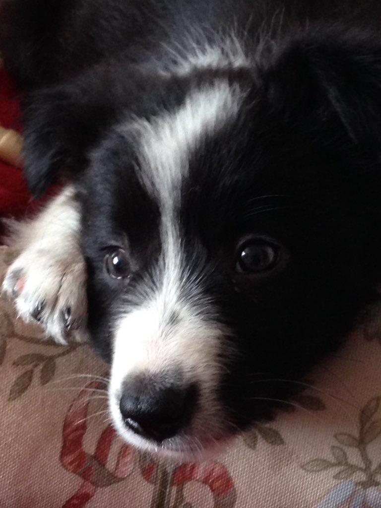 CarolBllk's tweet photo. Fleur’s first day at home #smolpupper https://t.co/6tz6I6oCxA