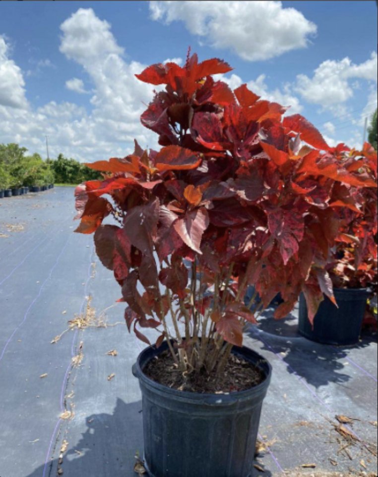 smartyplantsnur's tweet image. Copperleaf – Acalypha Wilkesiana 

Available in 1, 3, and 7 gallons.

Order here - smartyplantsnursery.com/product/copper…

#copperleaf #acalyphawilkesiana
