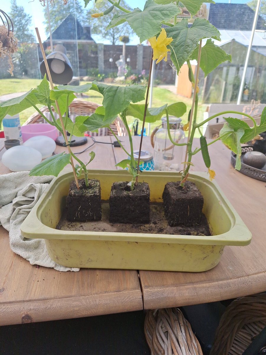 Komkommers bloeien voor <a href="/ArjanVrieze/">Arjan Vrieze</a> daarnaast 2 zure augurken na gisteravond voor @Sportfanoat en <a href="/vondutch82/">Stefan</a>
