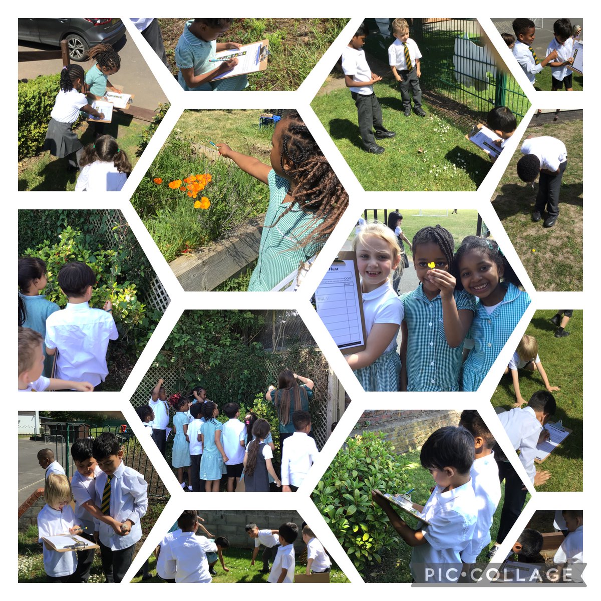 Some more pictures from our wild plant hunt! <a href="/StMargarets_/">St Margaret's Anfield CE Primary</a> #SMAscience