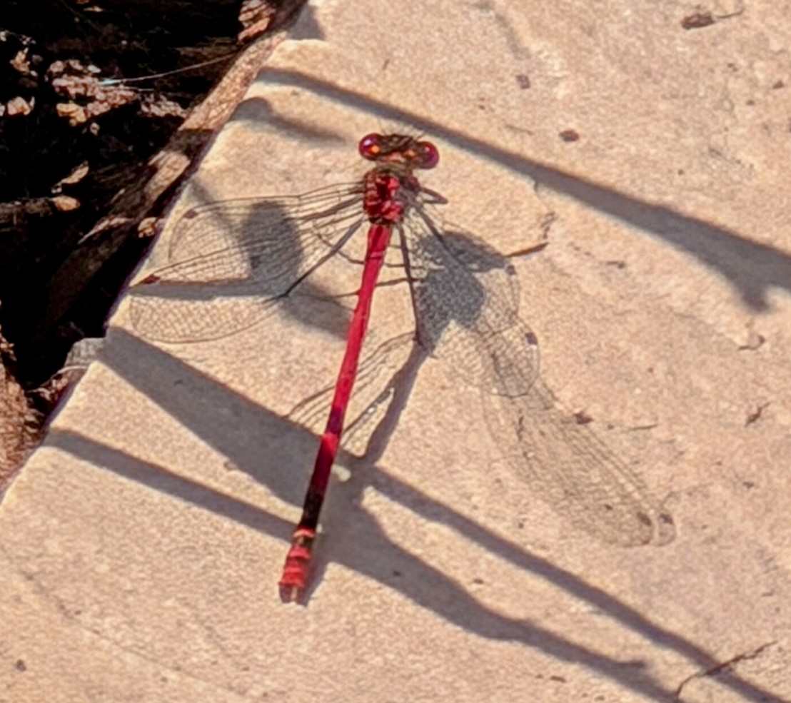CuddleyKelly's tweet photo. My first pond damselfly!!!! 
How cool is he?!!
#WildlifePond #Damselfly #LargeRedDamselfly https://t.co/NeE4Wx5N8G