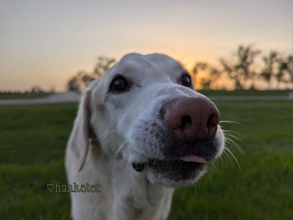 This was supposed to be for #ToT pals.. 🌄😋🌳 but mom said I could cheat this week 🐽💦💛🧡