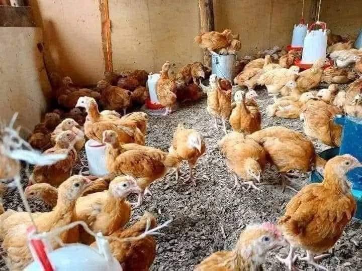 Emmanuel_Saf's tweet image. Order manageable bird numbers, avoid loans unless experienced, and monitor flock daily. Watch for warning signs, change feed gradually, ensure constant clean water, and only give water you'd drink.
#PoultryFarming 
#PoultryManagement