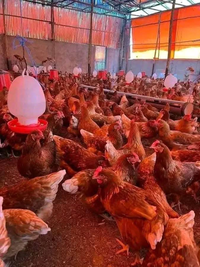 Emmanuel_Saf's tweet image. Order manageable bird numbers, avoid loans unless experienced, and monitor flock daily. Watch for warning signs, change feed gradually, ensure constant clean water, and only give water you'd drink.
#PoultryFarming 
#PoultryManagement