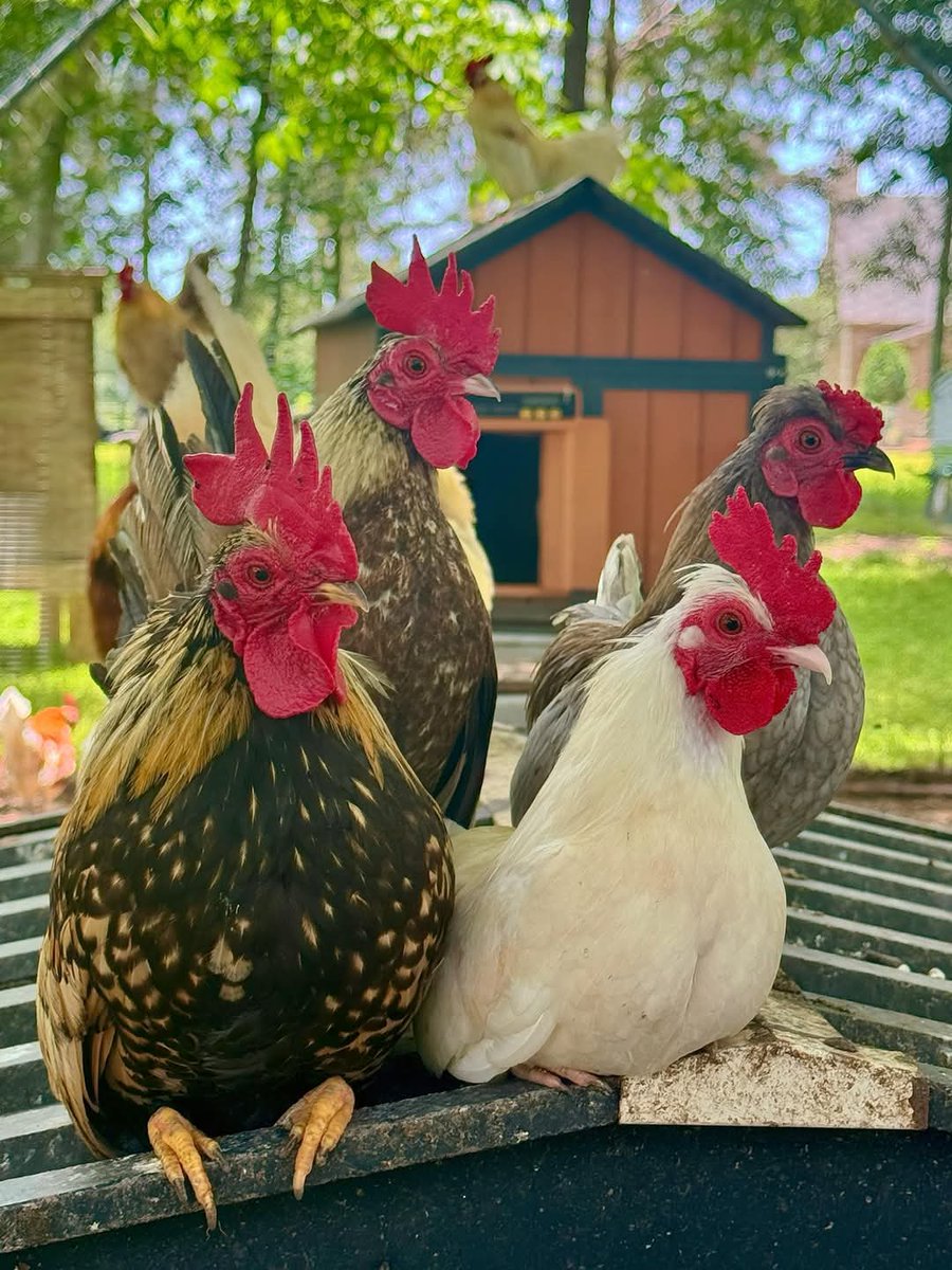 Emmanuel_Saf's tweet image. Order manageable bird numbers, avoid loans unless experienced, and monitor flock daily. Watch for warning signs, change feed gradually, ensure constant clean water, and only give water you'd drink.
#PoultryFarming 
#PoultryManagement