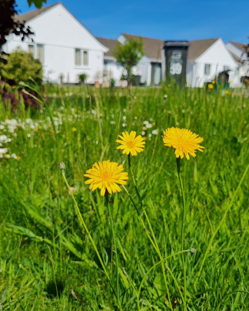 We’re 2 weeks into #NoMowMay🌸🥳

Look at these bloomin' beautiful gardens! 😍

If you’re taking part in the #NoMowMovement it’s not too late to join and get a whole bunch of FREE goodies!

Give #PowerToTheFlowers 👉  loom.ly/40OSQ-o
📷Julie Rodgers/Rob Bodels