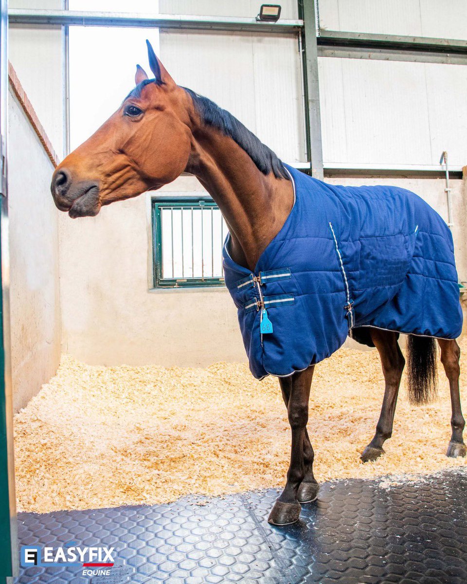 EASYFIX Equine tweet media