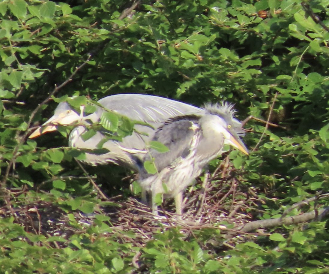 Lorna Dibnah (@lornadibnah) on Twitter photo Itās National Smile Month and I thought I would post something thatās made me Smile this week. Finally getting to photograph this beautiful baby Heron! <a href="/smilemonth/">National Smile Month</a> smiling with our lovely team. <a href="/boltonnhsft/">Bolton NHS Foundation Trust</a> <a href="/KeepBoltonMovin/">Letās Keep Bolton Moving</a> Itās National Smile Month and I thought I would post something thatās made me Smile this week. Finally getting to photograph this beautiful baby Heron! <a href="/smilemonth/">National Smile Month</a> smiling with our lovely team. <a href="/boltonnhsft/">Bolton NHS Foundation Trust</a> <a href="/KeepBoltonMovin/">Letās Keep Bolton Moving</a>