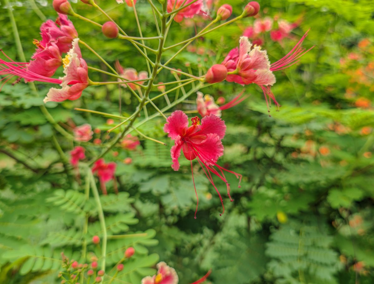 TechExplorer780's tweet photo. @Snapdragon Here are some close capture 
@Snapdragon @Snapdragon_IN https://t.co/DvCtaSaWLb