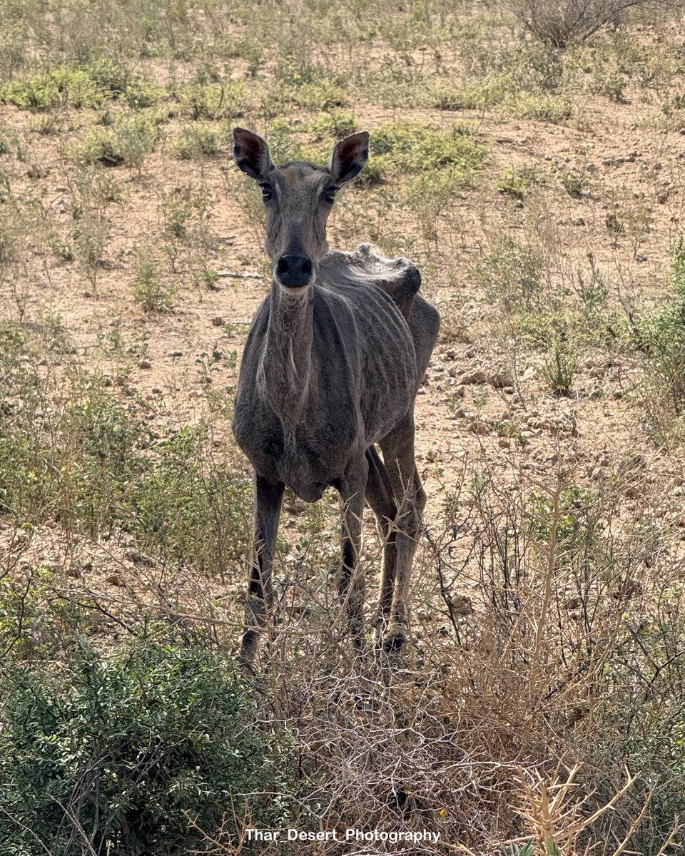 Thar_Desert_Photography (@thardesertphoto) on Twitter photo हे ईश्वर जोधपुर के फैक्ट्री वालों को इस जुर्म की सज़ा
जरूर देना।जोजरी नदी का प्रदूषित पानी वन्यजीवों की जान ले रहा है।आंते छड़ रही हैं ओर धवा डोली वन्यजीव क्षेत्र हजारों वन्यजीवों की मैत की कब्र गाह बन चुका है।राजस्थान के वन विभाग <a href="/ForestRajasthan/">Rajasthan Forest Department</a> में मौका रिपोर्ट बाड़मेर की हे ईश्वर जोधपुर के फैक्ट्री वालों को इस जुर्म की सज़ा
जरूर देना।जोजरी नदी का प्रदूषित पानी वन्यजीवों की जान ले रहा है।आंते छड़ रही हैं ओर धवा डोली वन्यजीव क्षेत्र हजारों वन्यजीवों की मैत की कब्र गाह बन चुका है।राजस्थान के वन विभाग <a href="/ForestRajasthan/">Rajasthan Forest Department</a> में मौका रिपोर्ट बाड़मेर की
