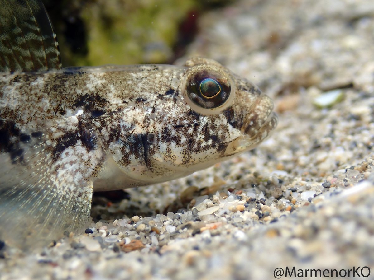 #Marmenor 15/05/25 🐟 
El zorro, con su característica coloración críptica, ajusta sus tonos, patrones y texturas para mimetizarse con el fondo marino y pasar desapercibido. Curiosamente, su mayor depredador es su propia especie.