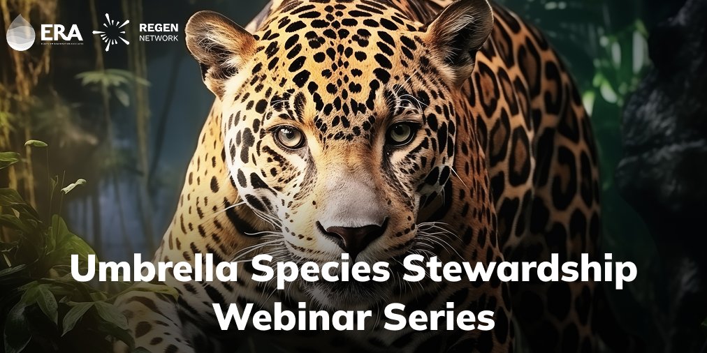 Catch up on the first two sessions of the Umbrella Species Stewardship Webinar Series — hosted by <a href="/regen_network/">Regen Network</a> and <a href="/ERABrazil/">ERA Brazil</a>.

We explored the launch of the first verified USS Jaguar Biodiversity Credits and examined how the protocol can be applied across regions — including
