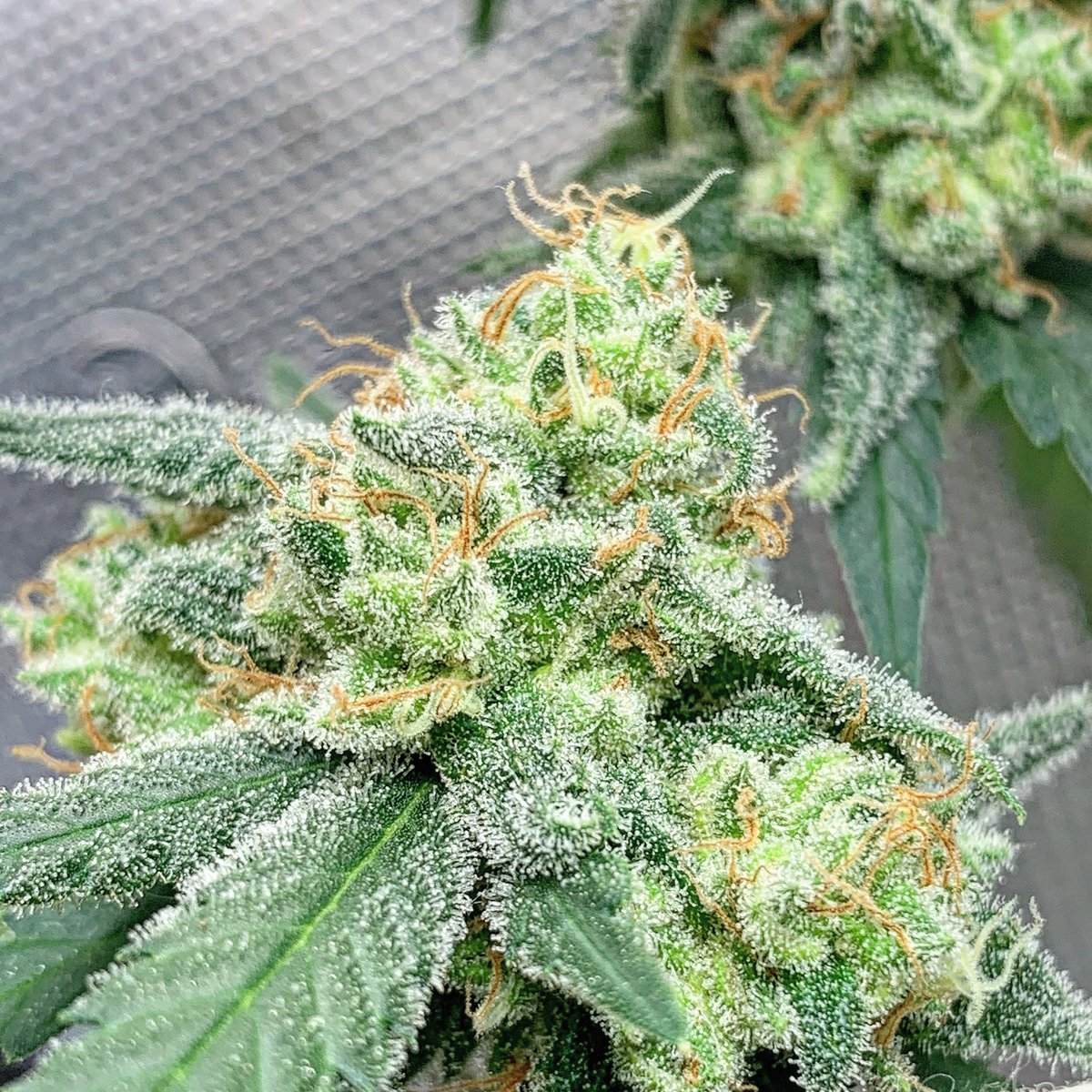 skunkcityseeds's tweet photo. Super Lemon Haze clone from 2022, heavy lemon terps with a skunky haze undertone #SLH #Haze #Skunk #GHSC https://t.co/jQaZkB86LC