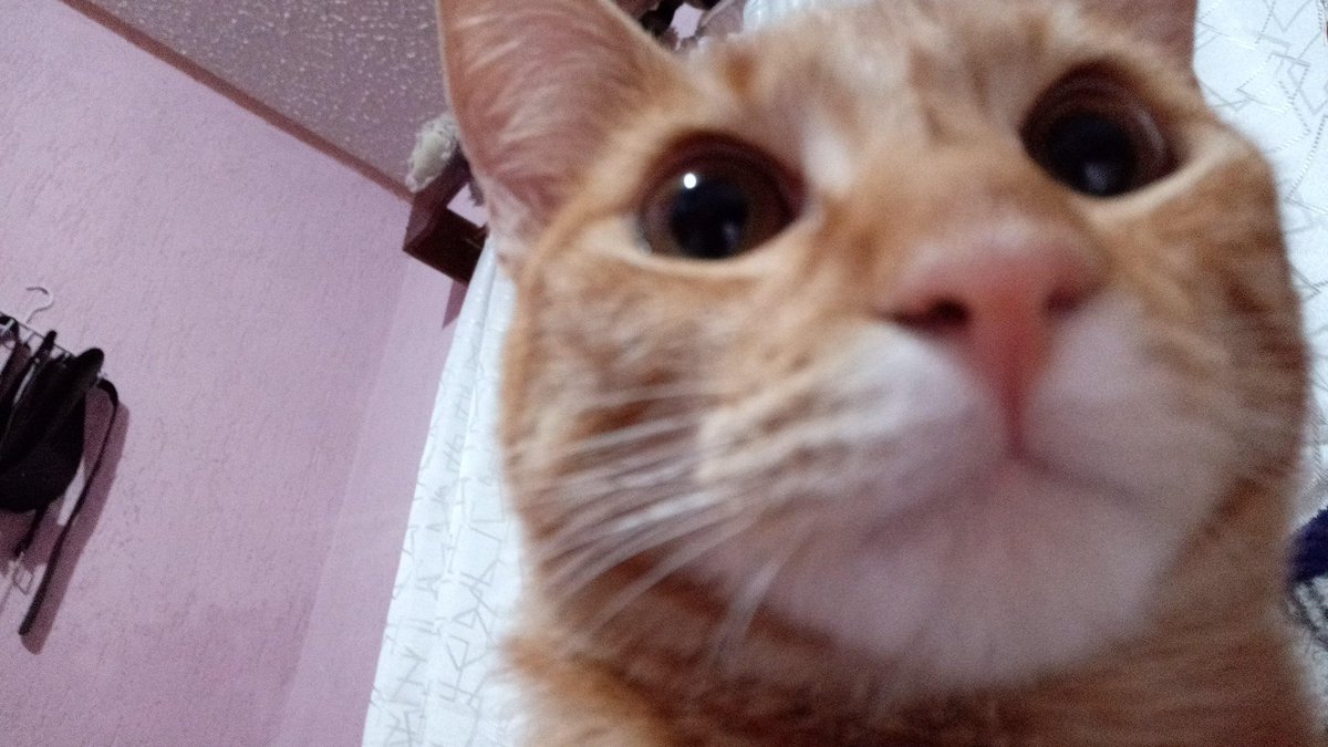 eli presenciando el disband de sus fav tweet media