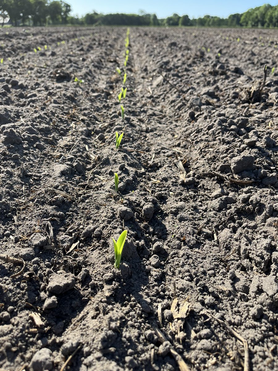 Maïs 🌽 staat er op, na 9 dagen in de grond te hebben gezeten. Blijft bijzonder!💪

#lente2025🌞
#maïsoogst2025🌽